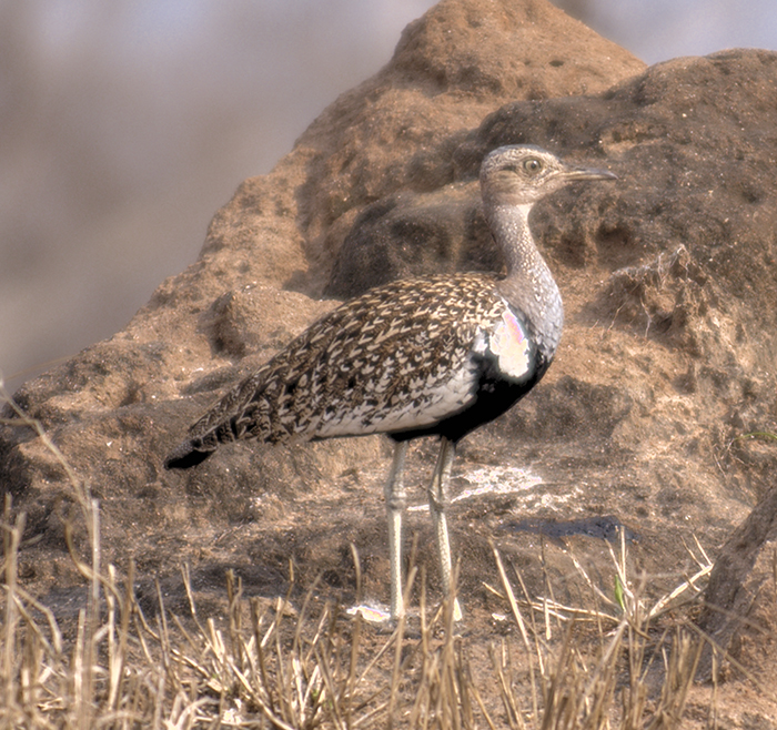 Red-crested korhaan